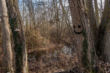 Poplar forest with painted smiley face and wetland. Bernesga River, León, Spain.
