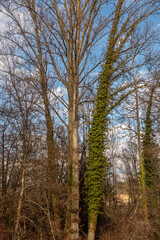 Fototapeta premium Poplar trees and trunk covered with climbing plant, ivy. Bernesga River, León.