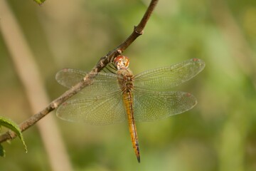 Pantala Flavescens Dragonfly on Branch