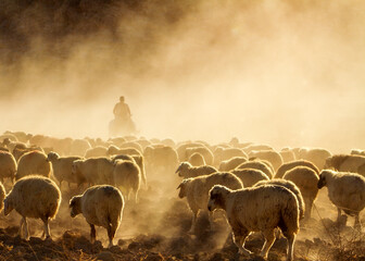 Sheep Herd__