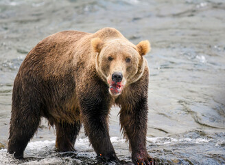 Brown bear with salmon blood on its mouth, Brooks river in Katmai National park. Alaska.