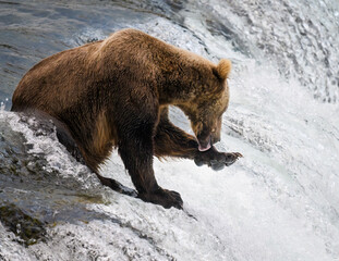 Obraz premium Brown bear licking his paw at Brooks Falls. Katmai National park. Alaska.