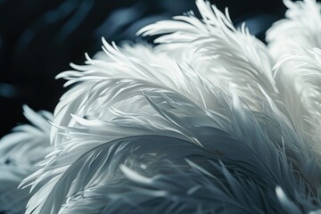 Abstract backgrounds white feathers.