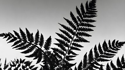 Black drawn fern leaves on a white background