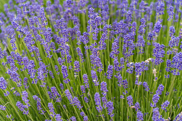 Naklejka premium Emu Bay Lavender Farm