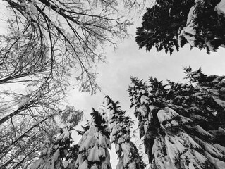 trees and snow 