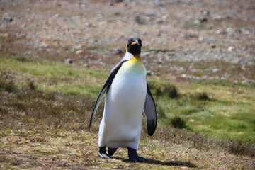 King Penguin (Aptenodytes patagonicus), Fortuna Bay, South Georgia.