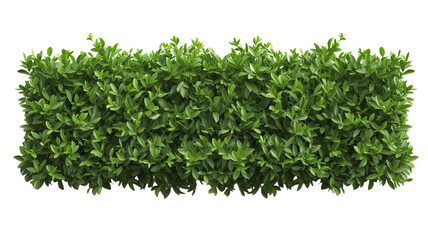 green trimmed bush hedge fencing,  isolated on transparent background