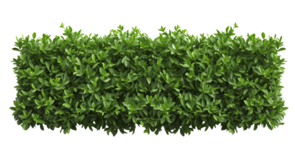 green trimmed bush hedge fencing,  isolated on transparent background