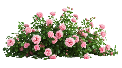 bush of rose flowers on white background