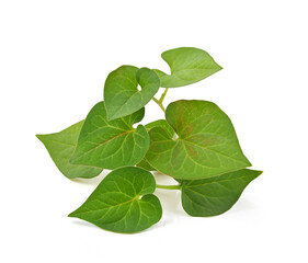 Obraz premium Plu Kaow leaf (Houttuynia cordata Thunb.) isolated on white background.