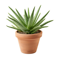 aloe bush in a clay pot, isolated on transparent background