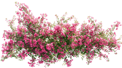 imagine bush of flowers isolated on transparent background