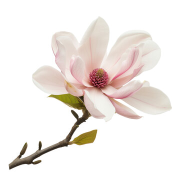 one magnolia flower,isolated on transparent background