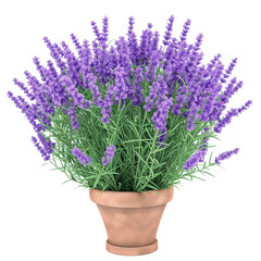 lavender flowers in a vase isolated on transparent background
