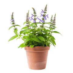 blooming salvia growing in a pot, isolated on transparent background