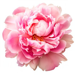 A flower gently pink peony close-up on a white background
Generation AI