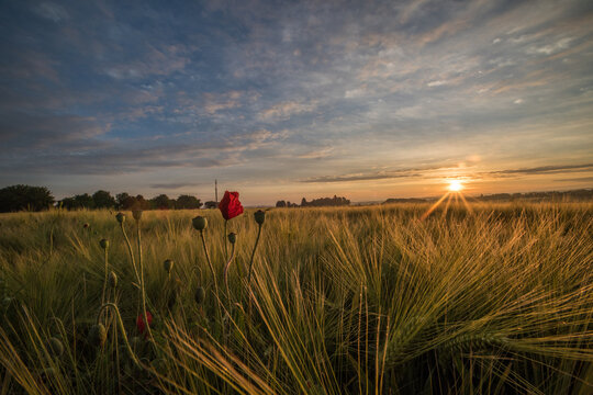 Mohn am Morgen