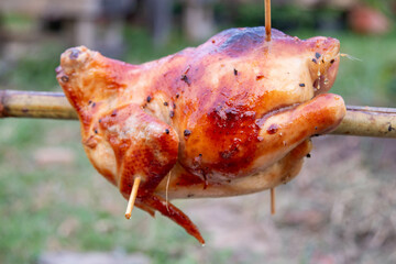 chicken on the grill