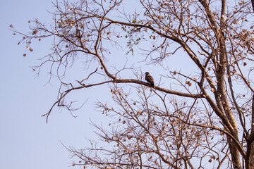bird on a tree