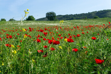 Wild Bright red poppy flowers, green meadow.  Summer poppy field on a sunny day.