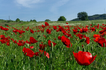 Wild Bright red poppy flowers, green meadow.  Summer poppy field on a sunny day.