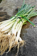 Onions "calçots" freshly harvested from the garden.
