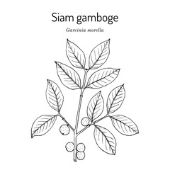 Siam gamboge, or hanburys garcinia (Garcinia morella), medicinal plant