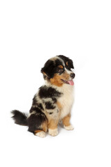 sitting puppy miniature American shepherd isolated on white 