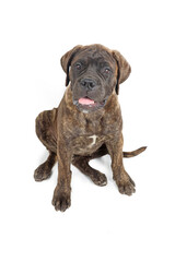bullmastiff puppy isolated on white background 