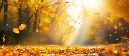 In the autumn forest, the sun shines through the trees creating a beautiful atmosphere with amber rays and yellow leaves on the deciduous trees.