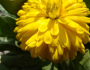 ant macro  on flower