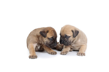 group of bullmastiff puppy isolated on white background 