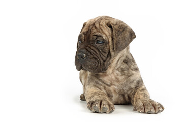 bullmastiff puppy isolated on white background 