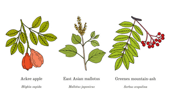 Collection of edible and medicinal plants