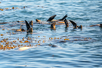 California sea lions (Zalophus californianus) swim in the Pacific Ocean.