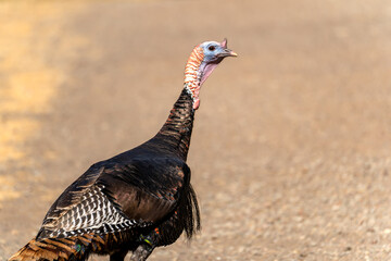 Close-up of wild turkey (Meleagris gallopavo) 