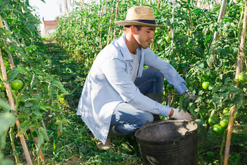 Skilled farmer harvesting crop of underripe tomatoes in his home garden in summertime
