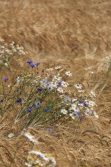 Daisies in Wheat Field