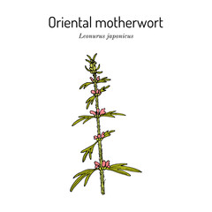 Oriental motherwort, or Chinese motherwort (Leonurus japonicus), medicinal plant.