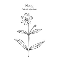 Noog or nug (Guizotia abyssinica), edible and medicinal plant.