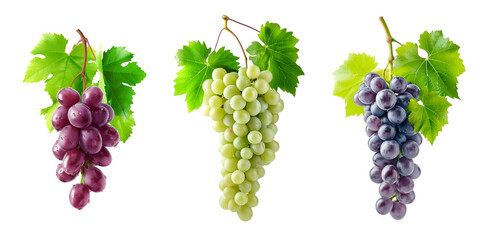 White and black grapes with leaves on transparent background. Isolated drawing with fruit.