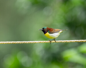 Side profile of a Purple-rumped sunbird perched on a rope