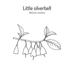 Carolina silverbell (Halesia carolina), ornamental plant
