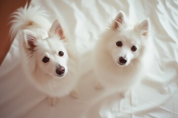 Two American Eskimo Dogs standing on white paper