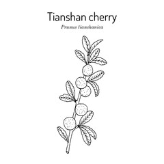Tianshan cherry (Prunus tianshanica), edible and medicinal plant