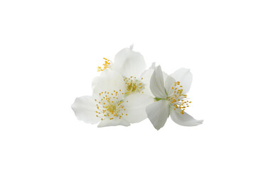 PNG, White jasmine flowers, isolated on white background