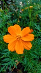 orange cosmos flower in the garden