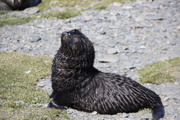 Antarctic Fur Seal pup (Arctocephalus gazella), Fortuna Bay, South Georgia.