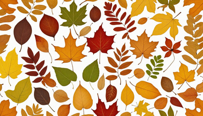 Set and collection of beautiful autumn leaves isolated on white background with clipping path. Full Depth of field. Focus stacking. 